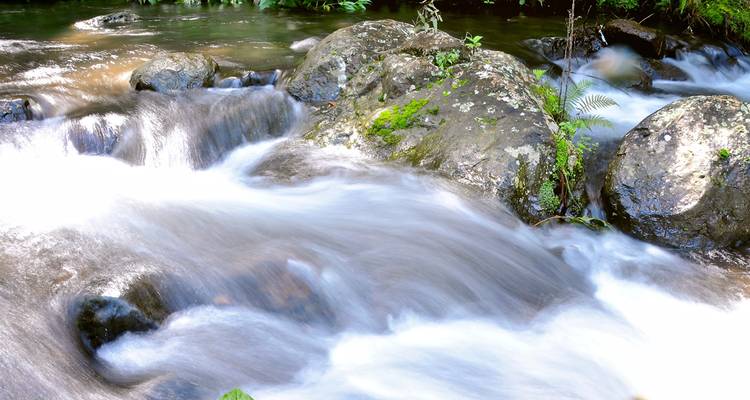 El agua sedosa fluye sobre rocas cubiertas de musgo en un arroyo de montaña cristalino.