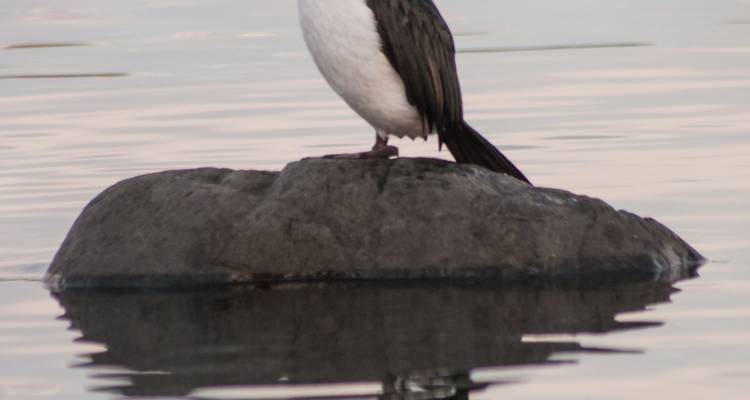 Vogel die op een rots staat met waterreflectie.