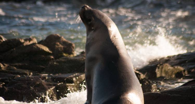 Zeeleeuw rustend op rotsen bij de oceaan.