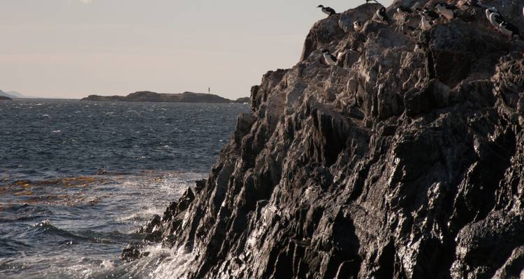 Rotsachtige kustlijn met zeevogels.