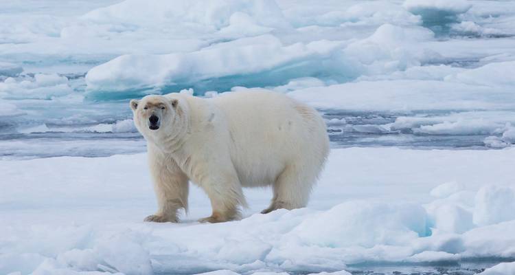 Ours polaire de face sur une section plate de glace de mer avec des crêtes bleues en arrière-plan.