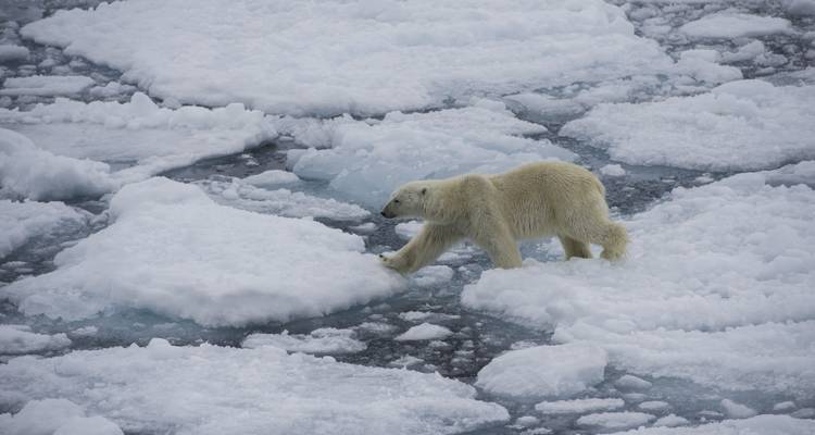 Un ours polaire avance prudemment sur des banquises brisées au-dessus d'eaux sombres.