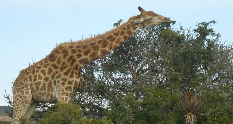 Girafe se nourrissant d'un grand buisson.