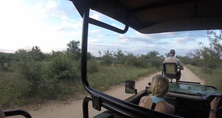 Vista desde un vehículo de safari en un entorno natural.