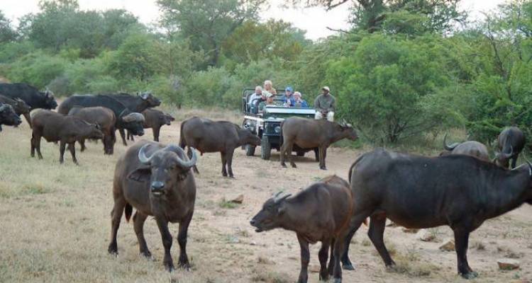6 Day Cape to Addo Safari Tour (Return) - Cape Xtreme