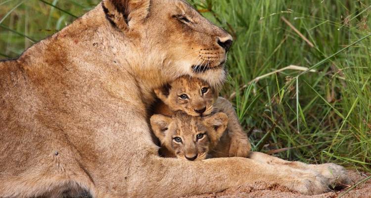 Lionne se reposant avec ses petits dans l'herbe.