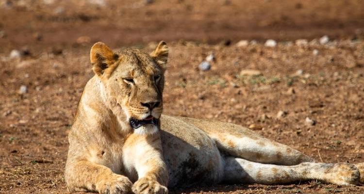Lioness resting on dry ground.