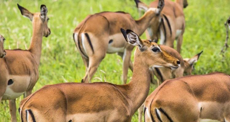 Eine Gruppe von Impalas im grünen Gras.