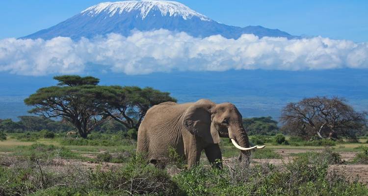 Elephant with tusks walking with Mount Kilimanjaro in the background.