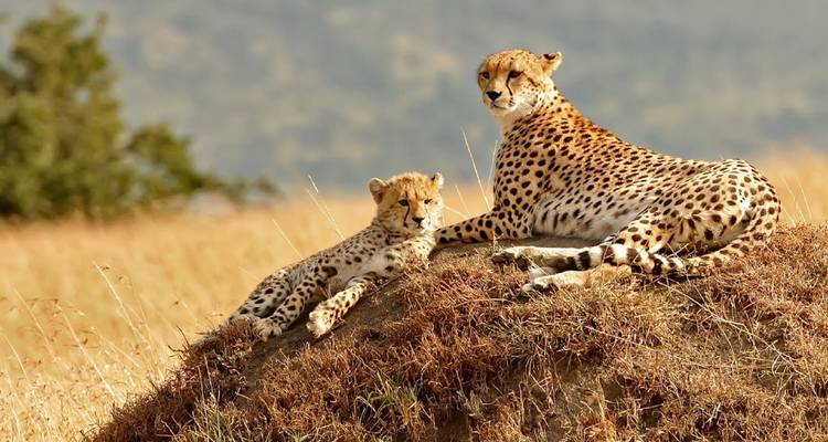 Cheetah and cub resting on a mound in the savanna.