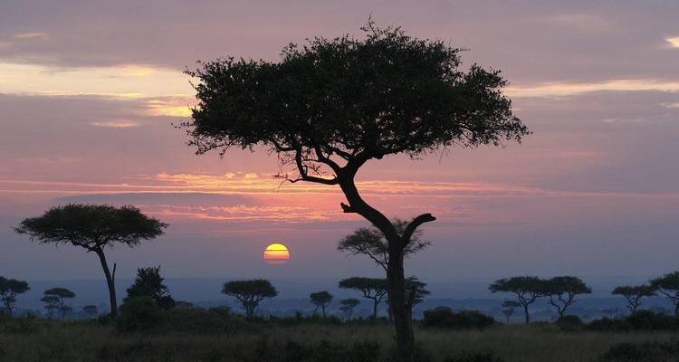 Un árbol recortado contra una puesta de sol.