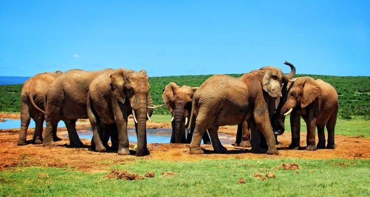 A group of elephants near a waterhole.