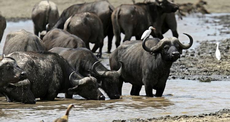 Herd of buffaloes standing and wading in a muddy waterhole.