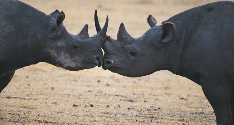 Serengeti Spectacular (including Kilimanjaro International Airport) - Exodus Travels