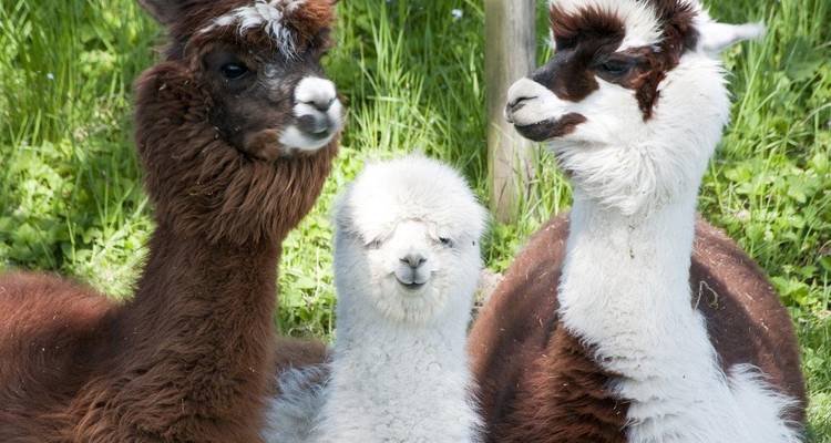 Drie lama's in een groen grasveld.