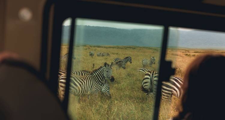 Vue de zèbres en pâturage à travers la fenêtre ouverte du véhicule de safari