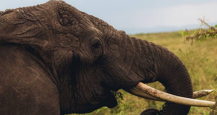 Profil latéral d'un éléphant à la peau texturée et aux longues défenses dans la savane herbeuse