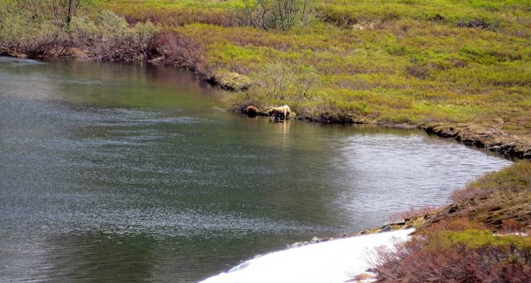Moose drinking from a calm river amidst lush greenery.