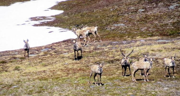Group of caribou on a snowy mountain landscape.