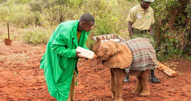 Persona alimentando a un bebé elefante con un biberón.