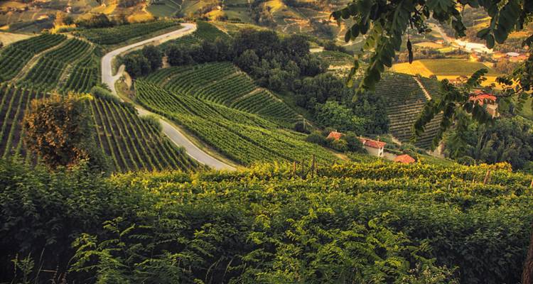Camino rural sinuoso que serpentea a través de viñedos verdes y exuberantes y colinas boscosas a última hora de la tarde
