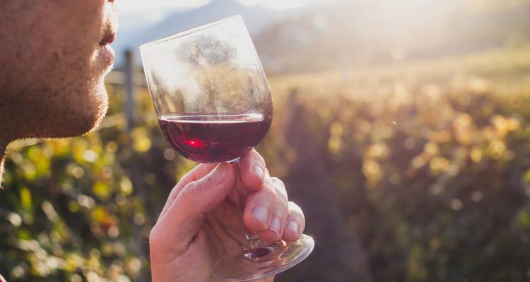 Nahaufnahme einer Person, die roten Wein in einem sonnendurchfluteten Weinberg trinkt