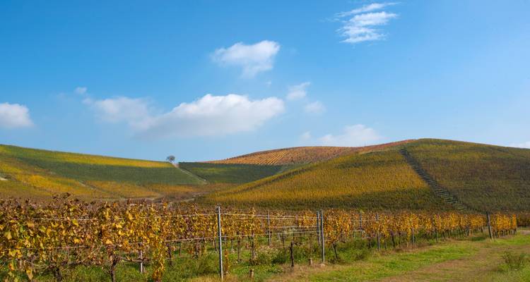 Sanfte, welliges Weinland mit Herbstfarben unter einem strahlend blauen Himmel