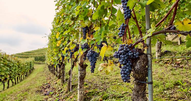 Nahaufnahme von reifen Traubenbündeln, die an Reben in einer geneigten Weinbergreihe hängen
