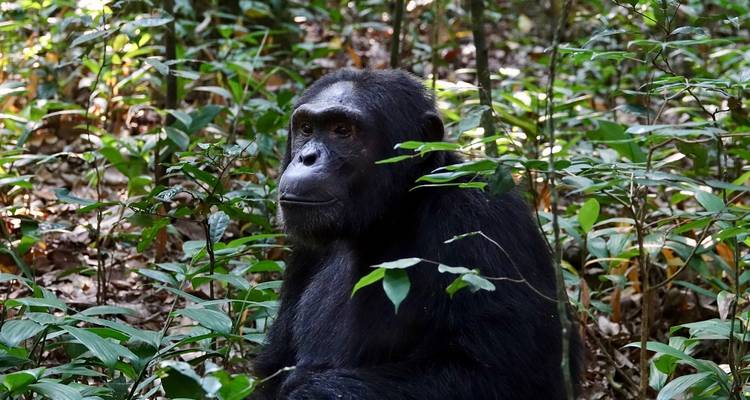 Chimpancé sentado entre el follaje.