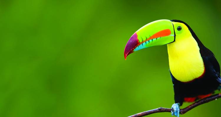 South American Explorer with Amazon Cruise 2019 (Start Lima, End Rio de Janeiro, 24 Days) - Evergreen Tours