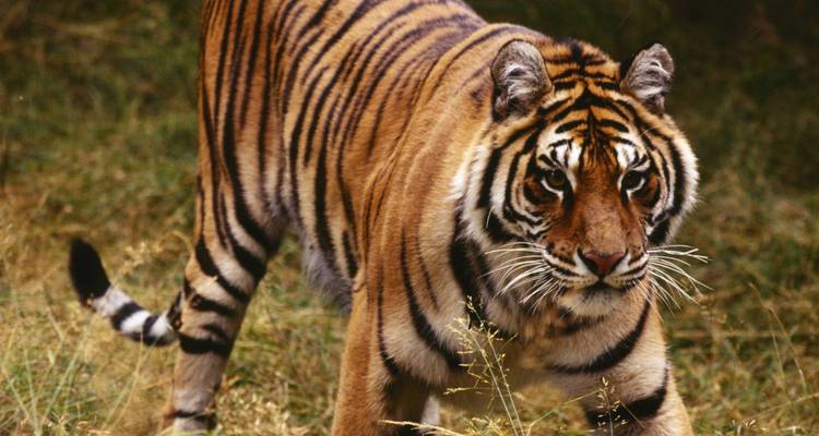 Un tigre merodeando por terreno herboso.