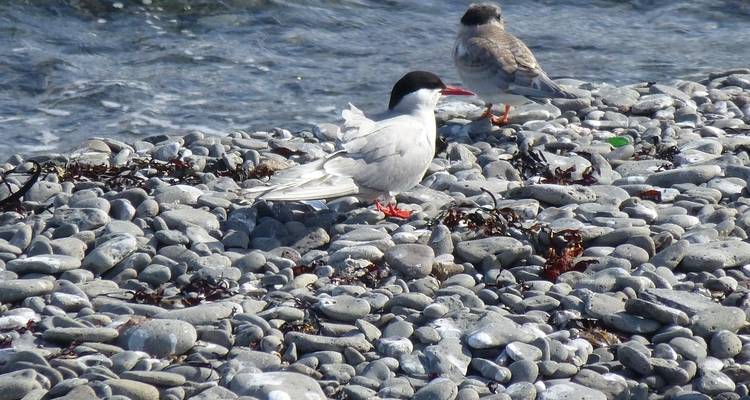 Seabirds on a pebbled shoreline