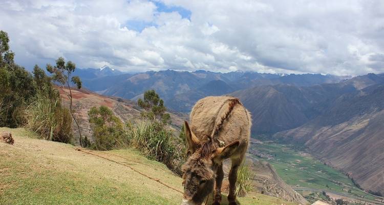 Un burro pastando en un paisaje montañoso.