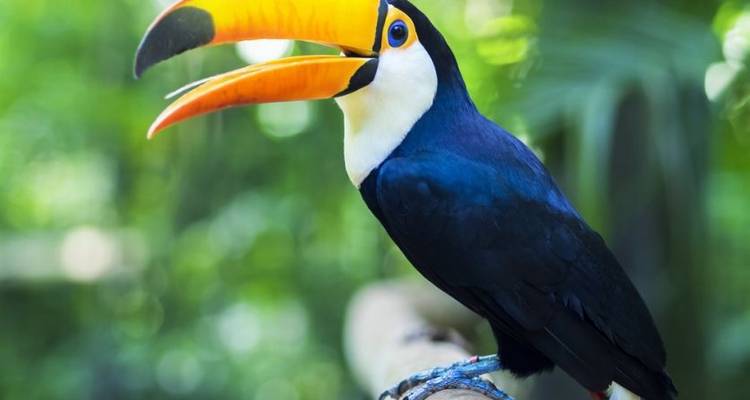Uruguay, Pantanal & the Falls with Carnival (Rio De Janeiro to Buenos Aires) - Dragoman