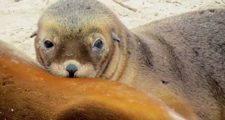 Kangaroo Island Wildlife Adventure - Groovy Grape Tours