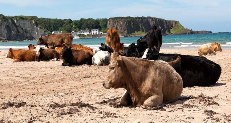 Vacas sentadas en una playa de arena con acantilados en el fondo.