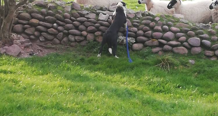 Chien qui fait paître des moutons sur un mur de pierre.