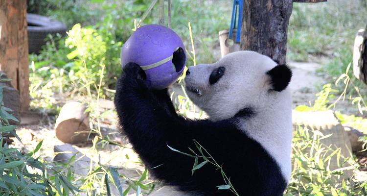 Panda speelt met een bal in een natuurreservaat.