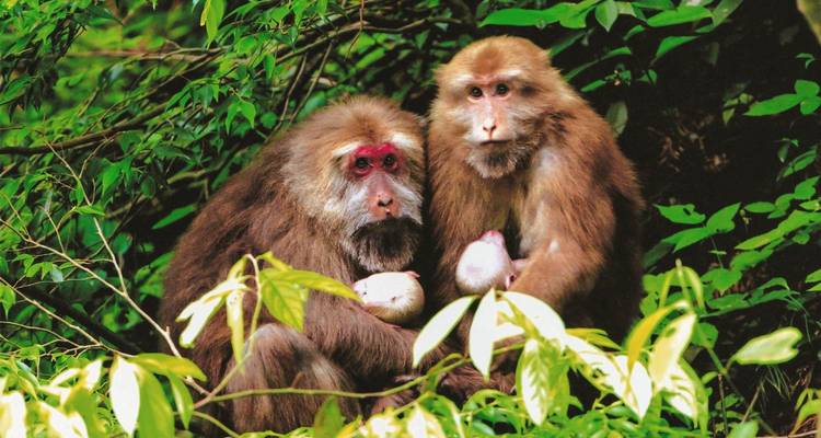 Twee makaak-apen die dicht tegen elkaar aan zaten in het weelderige groene bladerdak van het bos.