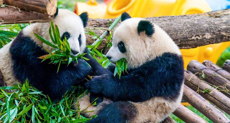 Zwei riesige Pandas kauen zufrieden Bambus, während sie auf Holzstämmen sitzen.