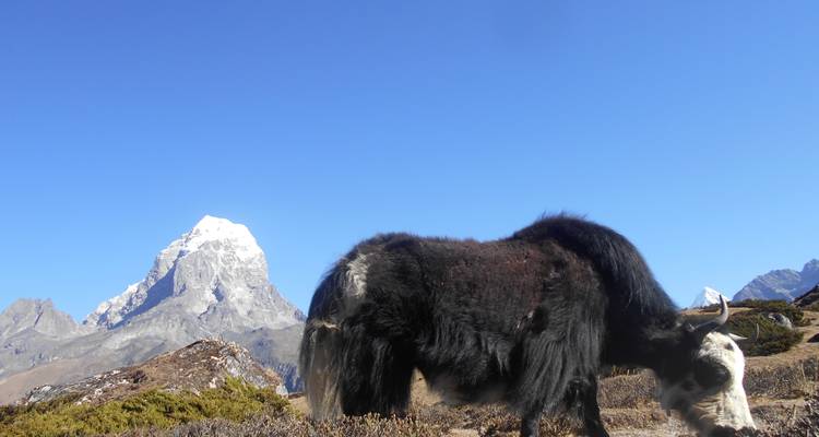 Grazende Yak met een besneeuwde berg op de achtergrond.