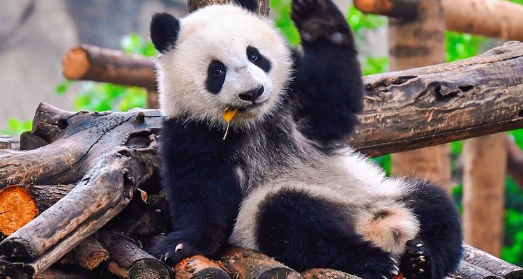 Adorable panda cub reclining on wooden logs, waving a paw with bamboo shoot in mouth.