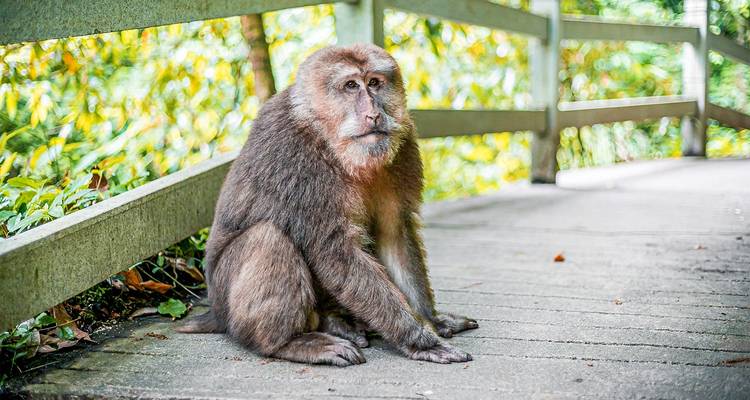 Wild macaque sits calmly on a wooden walkway railing surrounded by green foliage.