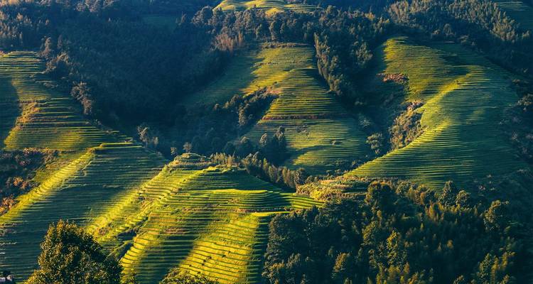 La luz dorada barriendo a través de las capas intrincadas de terrazas de arroz en una ladera boscosa