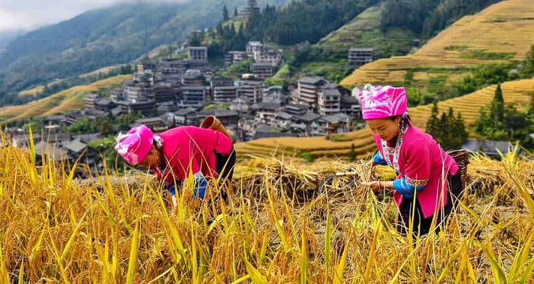 Dos mujeres con trajes tradicionales de un rosa brillante cosechando arroz a mano sobre un pueblo de montaña