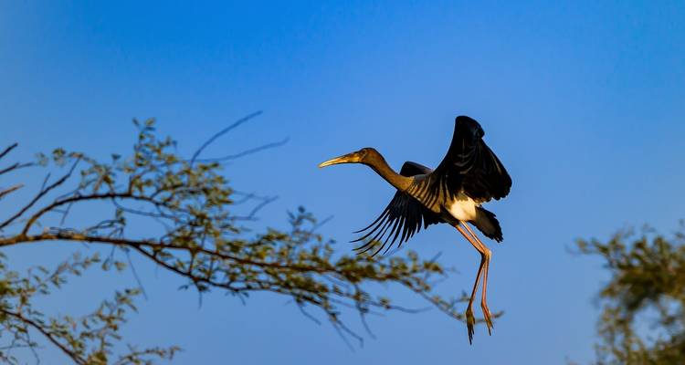 Pájaro volando con las alas extendidas contra el cielo azul.