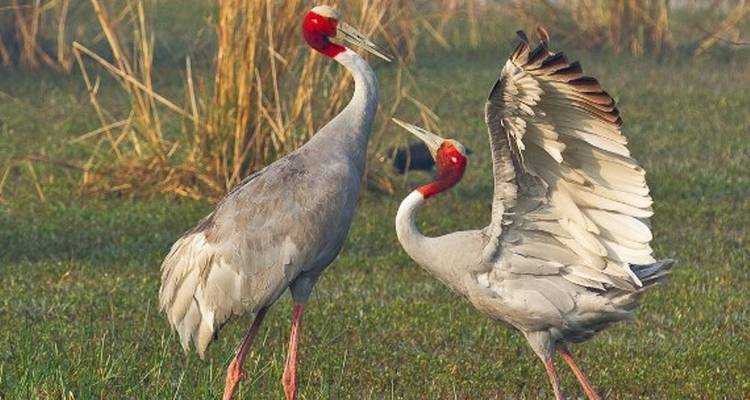 Golden Triangle Tour with Bharatpur - World Travel Experiences
