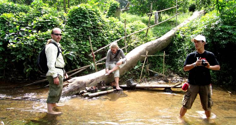People wading in a stream in a forested area.