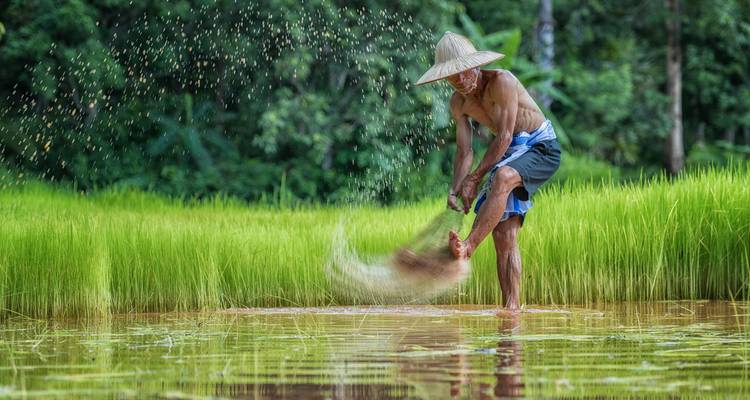 Person working in a rice field with grains flying.