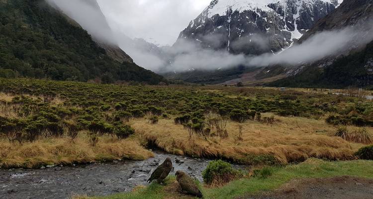 Valle montañoso con un pequeño arroyo y aves en primer plano.